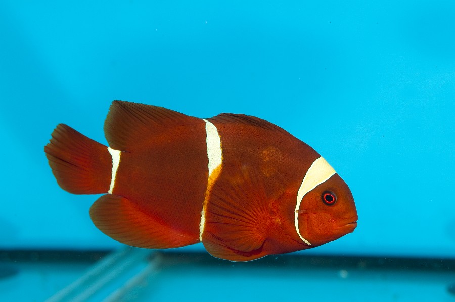 spine cheeked oo maroon clownfish  (Premnas biaculeatus) in Aquarium